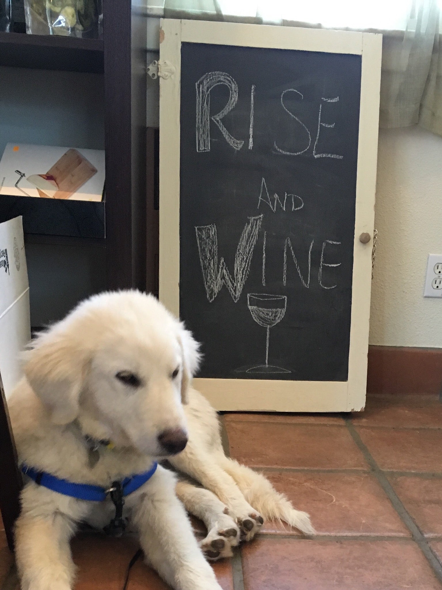 Meet Max, our new winery puppy