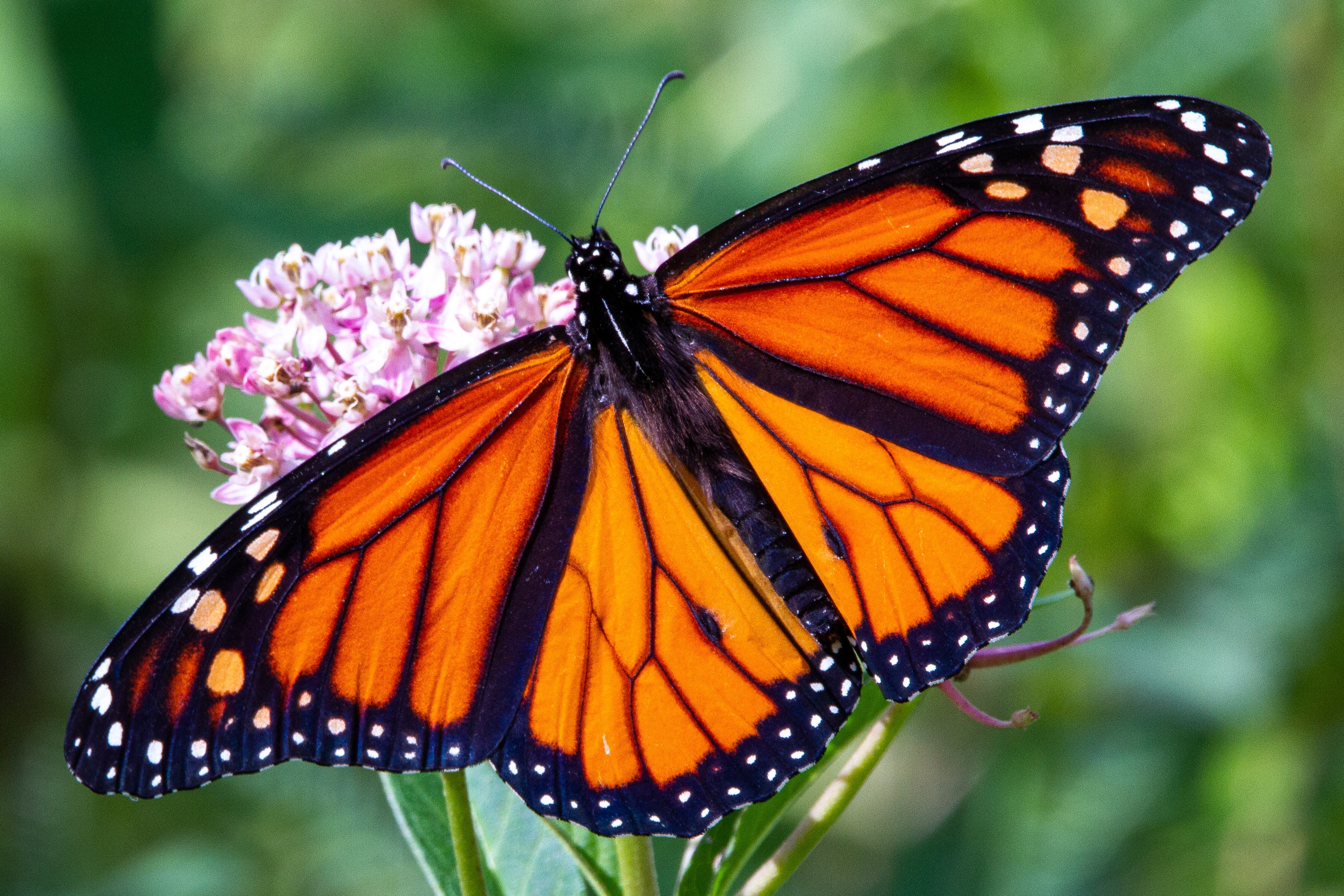 Are Monarch Butterflies Endangered?